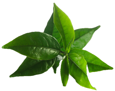 Beneficiile şamponului cu ulei din arborele de ceai