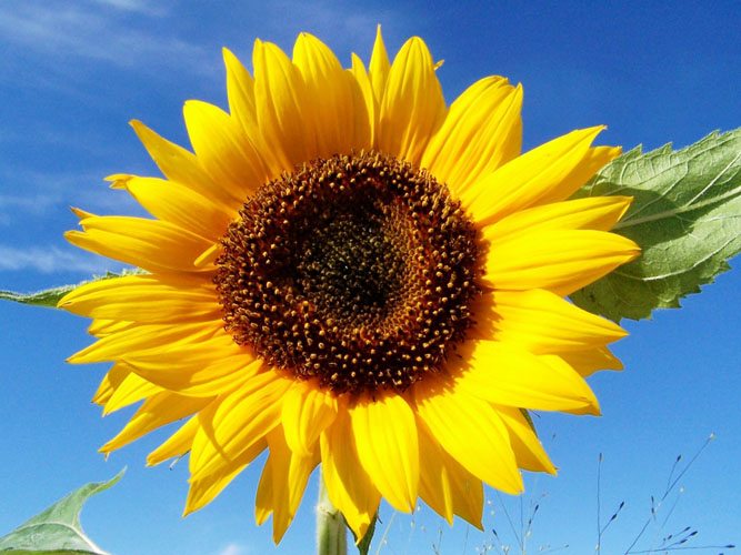 Floarea-Soarelui