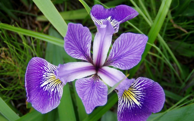Zodiac floral Iris