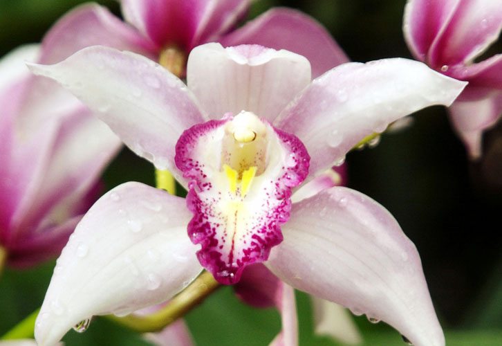 Zodiac floral Orhidee