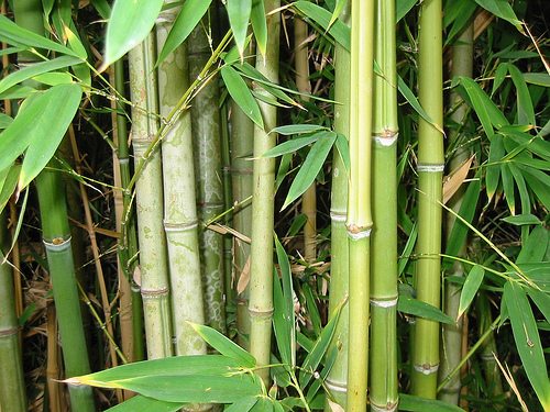 Horoscop japonez Bambus
