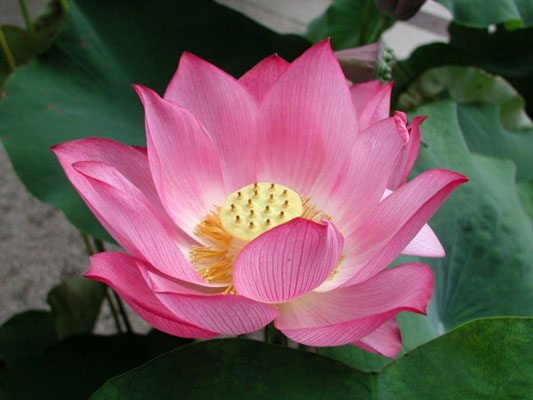 Zodiac japonez Floare de lotus