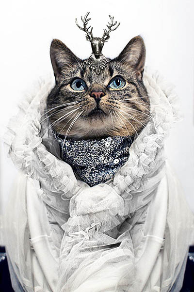 High-Fashion-Cat (2)