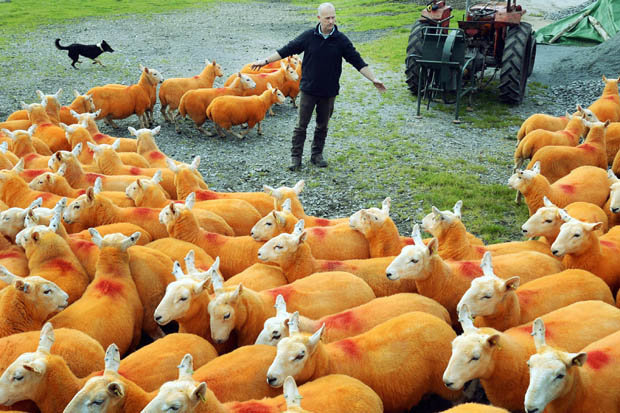 Iată de ce acest fermier și-a vopsit animalele în portocaliu