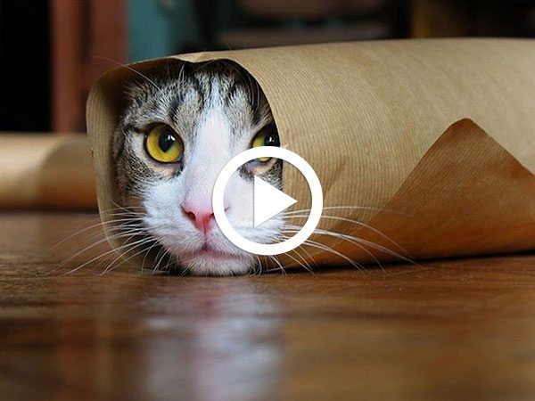 Cele-mai-amuzante-VIDEO-uri-cu-pisici