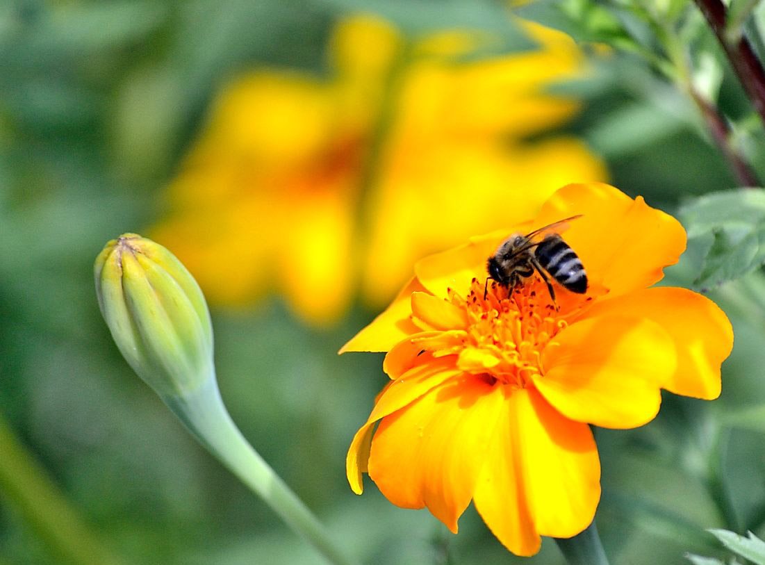 Înțepături de albină, de viespe și de furnică