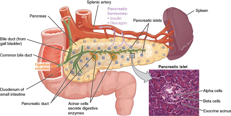 cancerul-de-pancreas