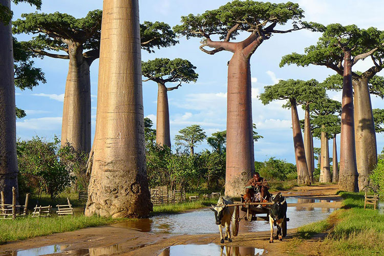 Copacii-Baobab