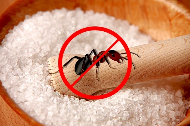 Scapă de furnici