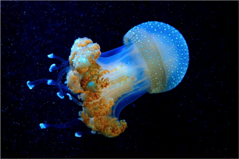 O meduză din adâncul mării ce pare din altă lume