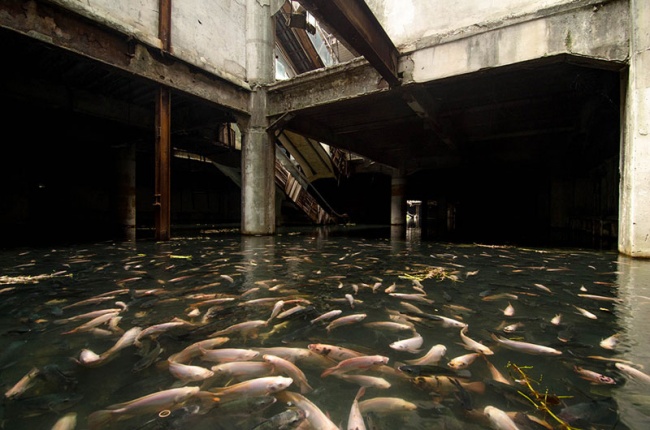 Pești într-un mall abandonat din Thailanda