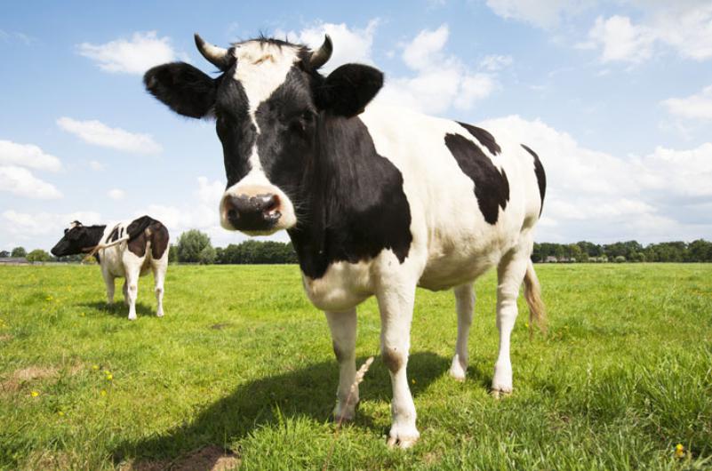 Ce Inseamna Cand Visezi Vaci Semnificatie Vaci In Vis Yve Ro