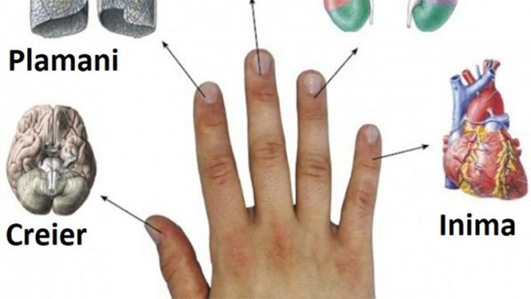 Stiai ca fiecare deget este conectat la doua organe